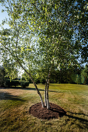 laurel brook-5928