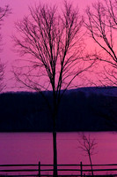 laurel brook-1247