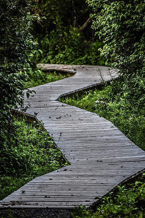 laurel brook-1289
