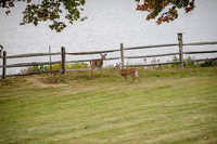 laurel brook-0253