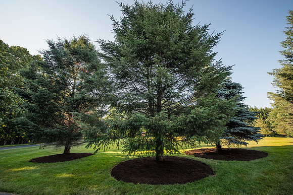 laurel brook-5897