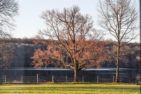 laurel brook-7348