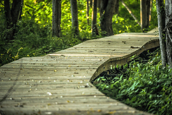 laurel brook-1290